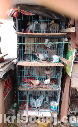 খাঁচা ও কবুতর